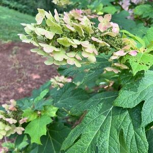 Meet your Posher, Gigi.